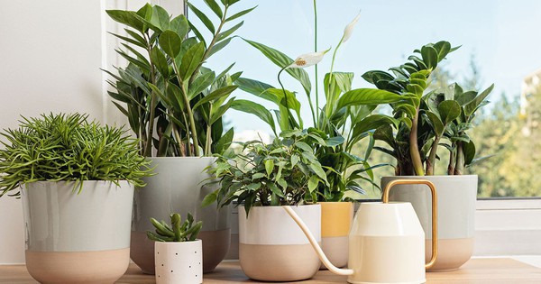 5 loại cây cảnh cần cân nhắc vị trí đặt trong nhà theo phong thủy và an toàn