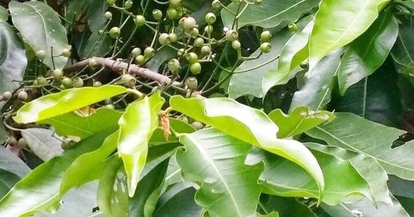 Cây vối: Dược liệu quý với nhiều công dụng sức khỏe từ lá đến nụ