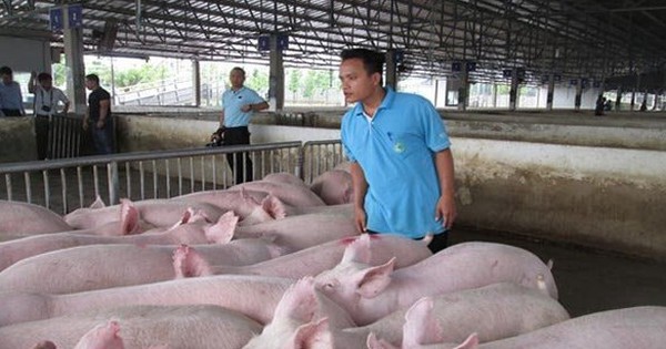 Hà Nội giải đáp chính sách thuế cho hộ kinh doanh chăn nuôi và bán thức ăn