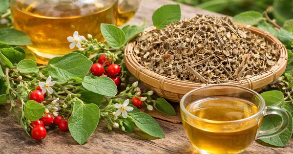 Ai không nên uống cà gai leo? Bác sĩ Đông y cảnh báo những đối tượng cần tránh