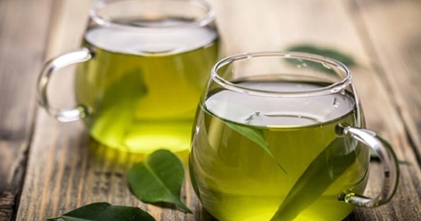 Cây vối: Thảo dược quen thuộc với nhiều công dụng tốt cho sức khỏe