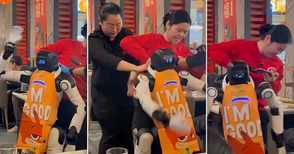 Robot phục vụ 'nổi loạn' tại nhà hàng Mỹ, làm đổ vỡ bát đĩa trong sự kiện quảng bá phim