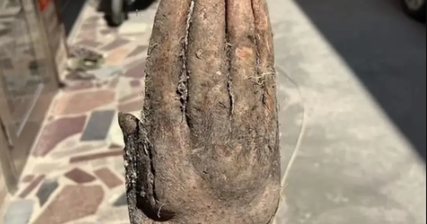 Cụ ông đào được củ khoai mỡ hình bàn tay người gây sốt mạng xã hội