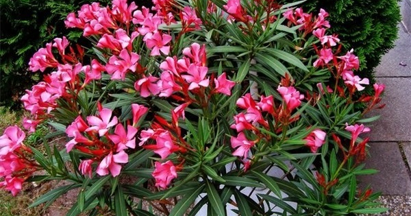 Cảnh báo: Những loài cây cảnh độc hại cần tránh trồng trong nhà