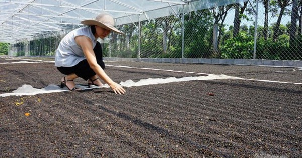 Xuất khẩu hạt tiêu Việt tăng mạnh đầu năm 2026, Mỹ vẫn là thị trường lớn nhất