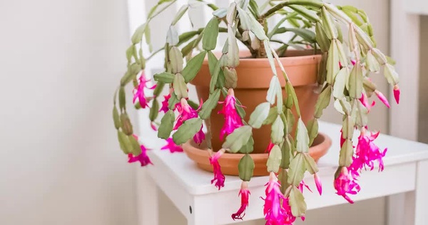 5 Loại Cây 'Truyền Đời' Càng Nuôi Càng Vượng Nhà, Gắn Bó Hàng Thế Kỷ