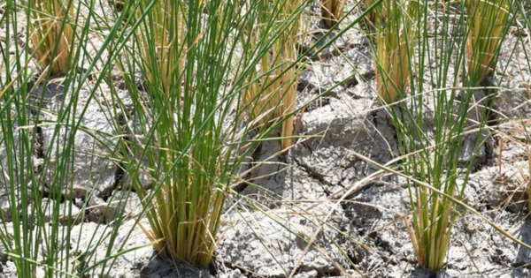 Xung Đột Trung Đông Gây Sốc Cho Ngành Xuất Khẩu Gạo Basmati 6 Tỷ USD Của Ấn Độ