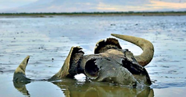 Hồ Natron Tanzania: Nghịch lý giữa 'nghĩa địa hóa thạch' và thiên đường hồng hạc