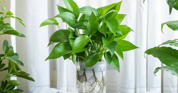 3 Loại Cây Cảnh Giúp Giảm Căng Thẳng, Cải Thiện Tinh Thần Hiệu Quả