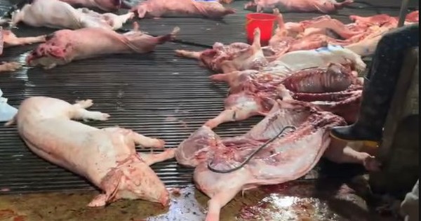 Hà Nội triệt phá đường dây giết mổ lợn dịch tả châu Phi, 8 bị can khởi tố