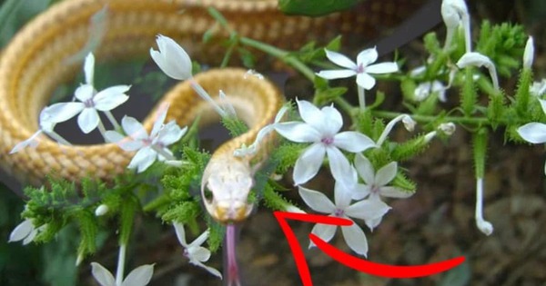 4 loại cây phổ biến ở Việt Nam nhưng dễ thu hút rắn vào nhà, gia chủ cần hết sức cảnh giác