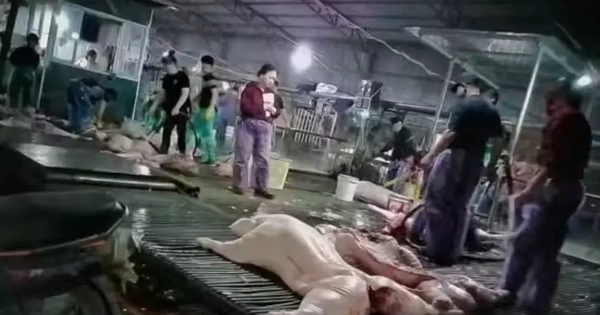 Luật sư phân tích vụ đường dây lợn bệnh: Hồi chuông cảnh báo an toàn thực phẩm