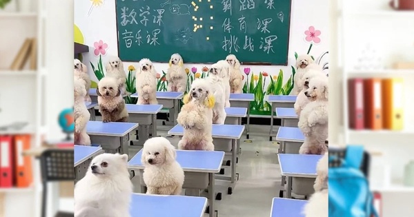 Phụ nữ Trung Quốc chi 45 triệu đồng mỗi tháng cho chó học trường mẫu giáo gây tranh cãi