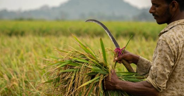 Khủng hoảng Trung Đông làm đình trệ xuất khẩu gạo Ấn Độ, hàng chục nghìn tấn bị mắc kẹt