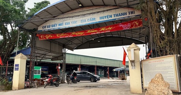Triệt phá đường dây tiêu thụ 300 tấn lợn bệnh tại Hà Nội, khởi tố 8 bị can