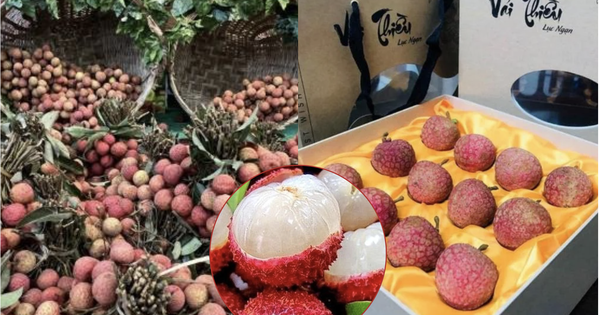 Vải thiều Việt: Từ 'giải cứu' trong nước đến hàng xa xỉ tại Nhật Bản