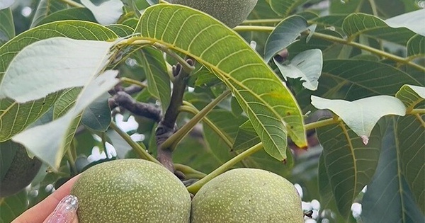 Hạt Óc Chó: Từ Quả Rừng Vô Danh Đến Siêu Thực Phẩm Được Săn Đón