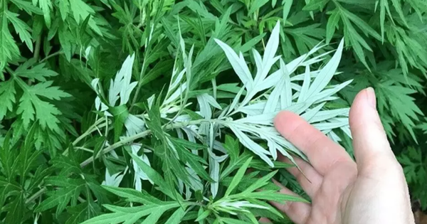 Tía Tô, Ngải Cứu, Kinh Giới: 'Tủ Thuốc Xanh' Tự Nhiên Trong Vườn Nhà