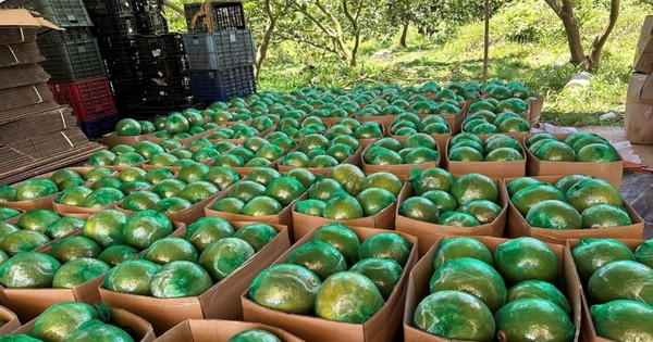 Bưởi Việt Nam tăng tốc xuất khẩu, ký nghị định thư quan trọng với Trung Quốc