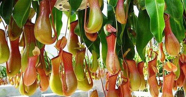 5 Loại Cây Đuổi Rắn Hiệu Quả Nên Trồng Ngay Trong Mùa Hè Này