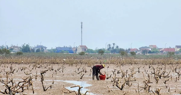 Rừng phòng hộ ven biển Hà Tĩnh chết khô hàng loạt, đe dọa an toàn đê biển