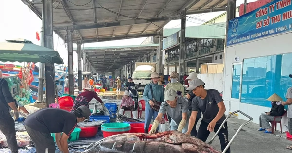 Cảng cá Hòn Rớ: Nhịp sống lao động hối hả giữa lòng biển cả