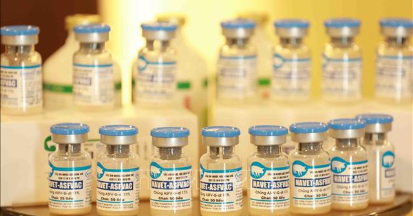 Việt Nam Dẫn Đầu Thế Giới Với Vắc Xin ASF Do Tiến Sĩ Nguyễn Văn Điệp Phát Triển