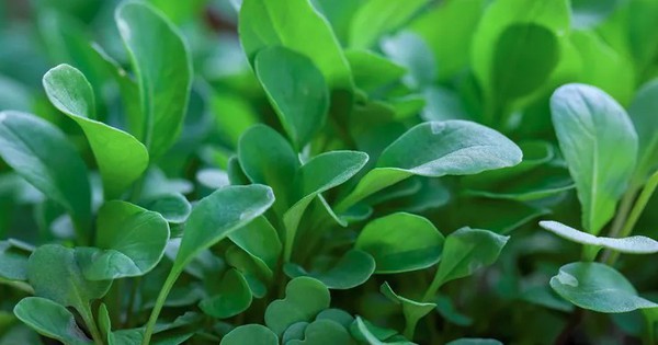 Cải Xoong: Loại Rau Nhỏ Bé Nhưng Là 'Siêu Thực Phẩm' Đứng Đầu Bảng Dinh Dưỡng