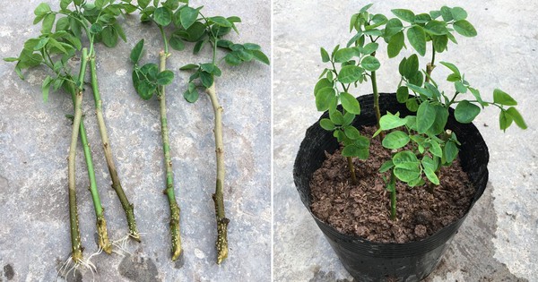 Trồng Rau Tại Nhà: 3 Loại 'Sâm Xanh' Dân Dã, Dinh Dưỡng Cao, Dễ Chăm