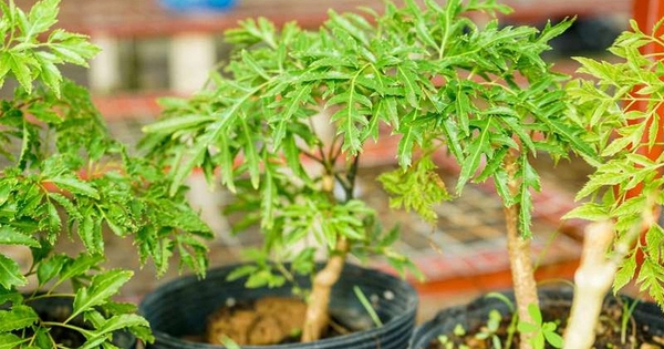 Cây Đinh Lăng: 'Nhân Sâm Của Người Nghèo' Và Những Lưu Ý Quan Trọng Khi Trồng Và Sử Dụng