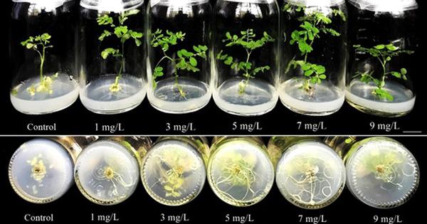 Nghiên cứu Việt Nam chứng minh hiệu quả của hạt nano kim loại trong nuôi cấy thực vật in vitro