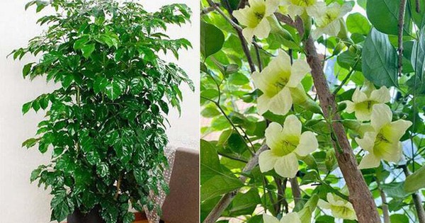 5 Loại Cây 'Chữa Lành' Giúp Không Gian Sống Tràn Đầy Năng Lượng Tích Cực