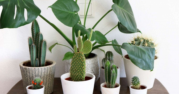 Bí quyết chăm sóc xương rồng: Từ ánh sáng đến phòng bệnh để cây luôn đẹp