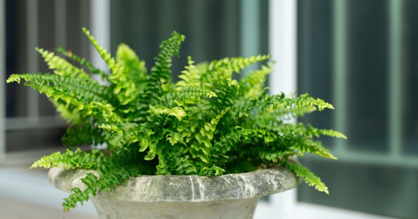 Ba loại cây lý tưởng cho người trên 40 tuổi: Cải thiện sức khỏe và tinh thần