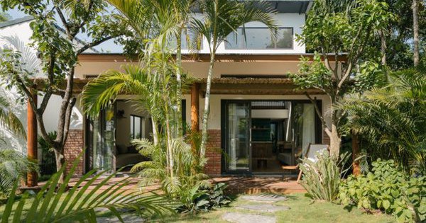 Cây Cau: Biểu Tượng Phong Thủy Và Lợi Ích Sức Khỏe Được Nhiều Gia Đình Ưa Chuộng