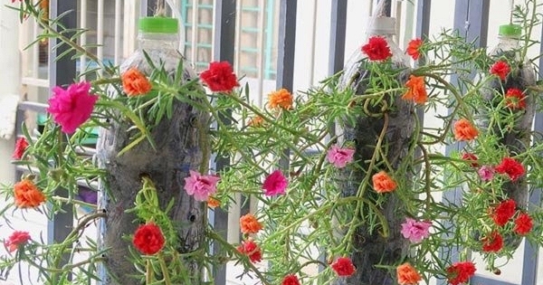 5 sai lầm khi trồng hoa mười giờ khiến cây không nở hoa rực rỡ