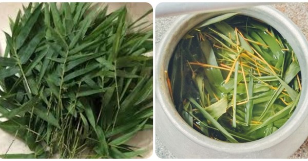 Công dụng tuyệt vời của lá tre gai đối với sức khỏe