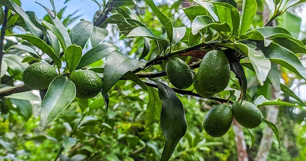 Bí quyết trồng bơ sai quả: Từ khâu chọn giống đến chăm sóc
