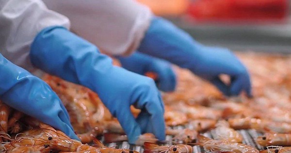 Công nghệ BioRAS mở hướng nuôi tôm thẻ chân trắng ở vùng nước độ mặn thấp