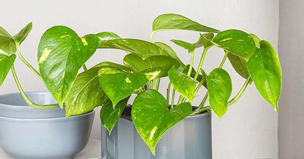 Cây trầu bà: Lợi ích phong thủy và rủi ro sức khỏe cần biết