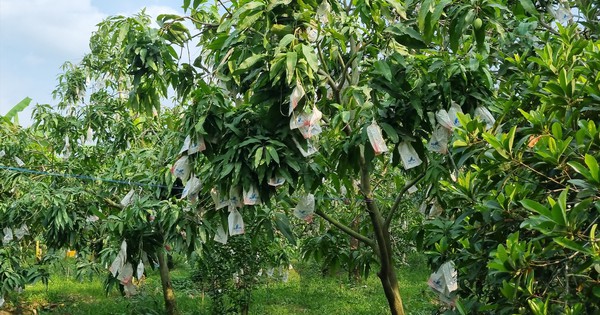 Xoài: Loại quả nhiều đường nhưng hỗ trợ phòng ngừa tiểu đường và ung thư