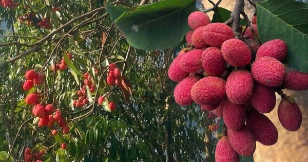 Vải rừng – đặc sản độc lạ lên ngôi giữa mùa hè