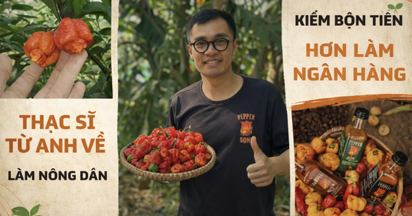 Từ nhân viên ngân hàng Hà Nội đến nông dân trồng ớt cay nhất thế giới tại Nha Trang