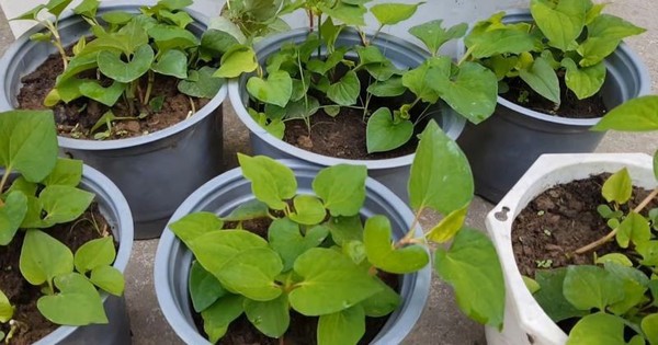 3 Loại Rau Dễ Trồng Tại Nhà Cho Không Gian Nhỏ, Nhiều Công Dụng Sức Khỏe