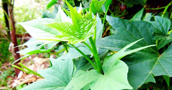 3 Loại Rau Dễ Trồng Tháng 4: Ít Sâu Bệnh, Thu Hoạch Nhanh, Giàu Dinh Dưỡng