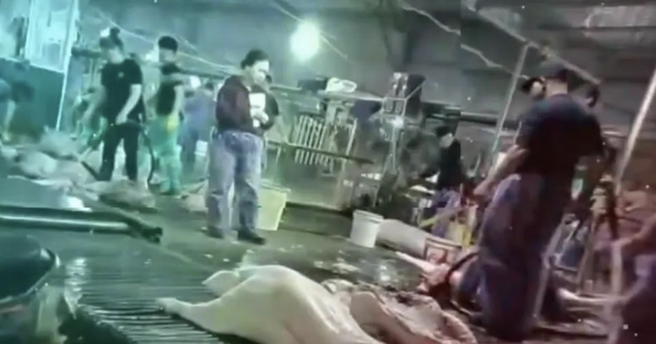 Hà Nội công bố 5 vụ án nghiêm trọng trong quý I/2026, bao gồm đường dây heo bệnh