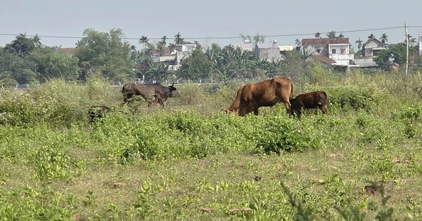 Dự án kè và khu dân cư Nam Sông Vệ: Nhiều năm dang dở, đất bỏ hoang gây lãng phí