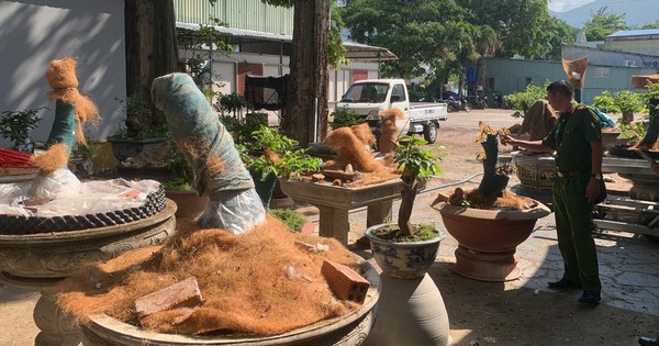 Côn Đảo xử phạt 3 triệu đồng, tịch thu 42 cây mai vàng không rõ nguồn gốc