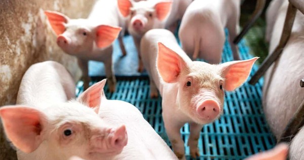 Tài sản sinh học lần đầu xuất hiện trên BCTC quý 1/2026: Diễn giải và phân tích