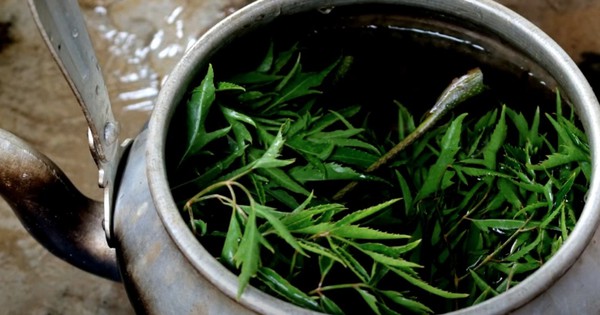 Cảnh báo: Không nên uống lá đinh lăng thay nước lọc mỗi ngày